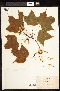 Acer saccharum image
