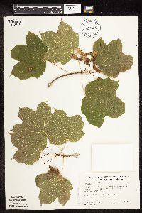 Acer nigrum image