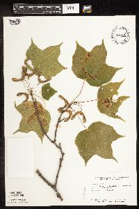 Acer nigrum image