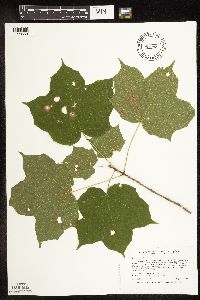 Media resource of Acer nigrum