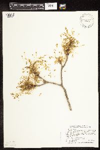 Acer nigrum image