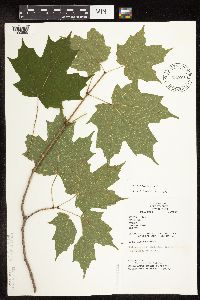 Acer nigrum image