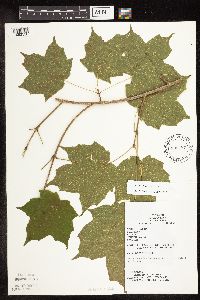 Acer nigrum image