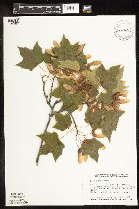 Acer saccharum image