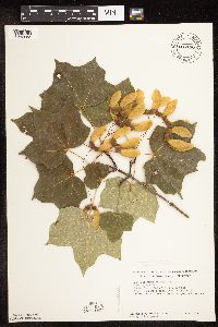 Acer saccharum image