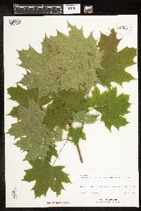 Acer platanoides image