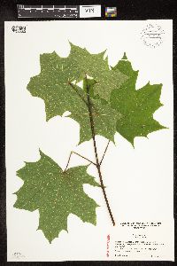 Acer platanoides image