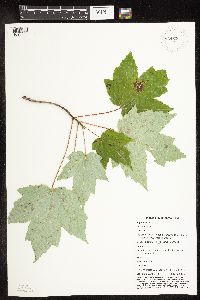 Acer rubrum image