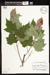 Acer rubrum image