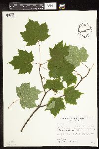 Acer rubrum image