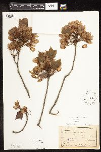 Acer rubrum image