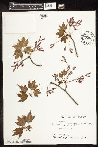 Acer rubrum image