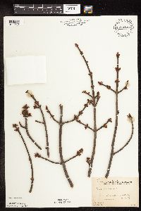 Acer rubrum image
