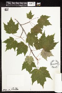 Acer rubrum image