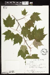 Acer rubrum image
