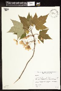 Acer rubrum image