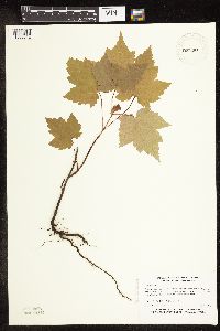 Acer rubrum image