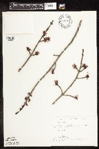 Acer rubrum image