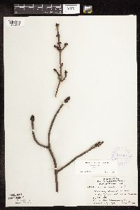 Acer rubrum image