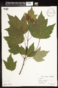 Acer rubrum image