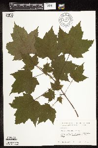 Acer rubrum image
