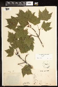 Acer rubrum image