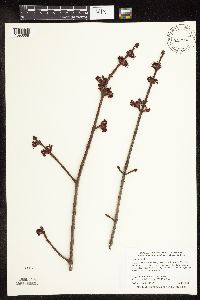 Acer rubrum image