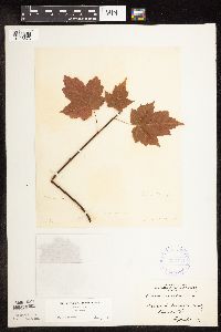 Acer rubrum image