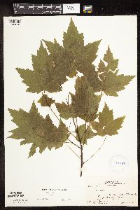 Acer rubrum image