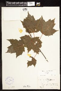 Acer rubrum image