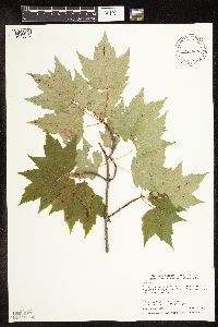 Acer rubrum image