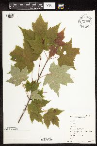 Acer rubrum image