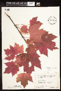 Acer rubrum image