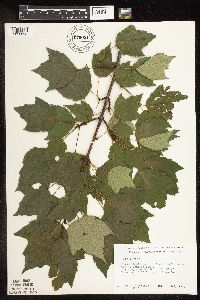Acer rubrum image