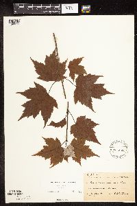 Acer rubrum image