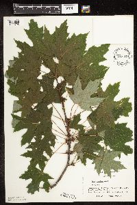 Acer saccharinum image