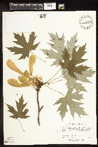 Acer saccharinum image