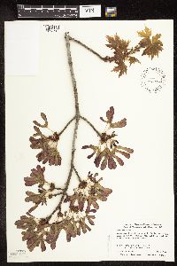 Acer saccharinum image