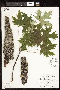 Acer saccharinum image