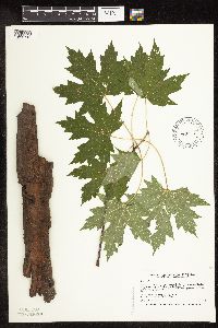 Acer saccharinum image