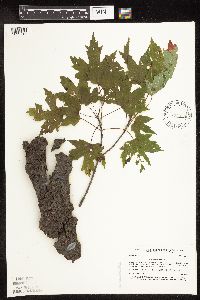 Acer saccharinum image