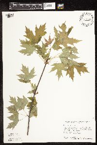 Acer saccharinum image