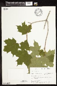 Acer saccharum image