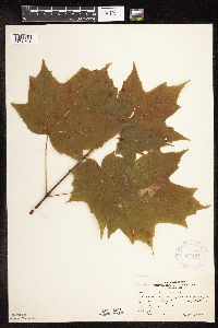 Acer saccharum image