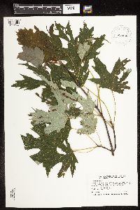 Acer saccharinum image