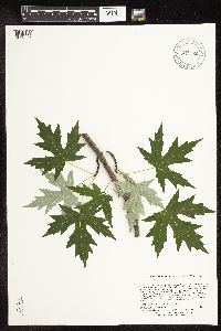 Acer saccharinum image