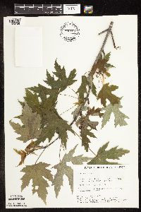 Acer saccharinum image