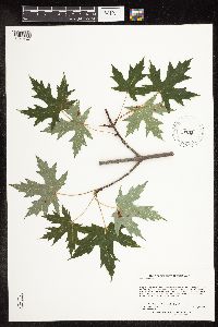Acer saccharinum image