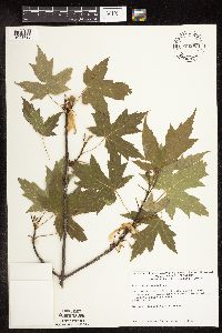 Acer saccharinum image