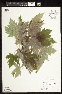 Acer saccharinum image
